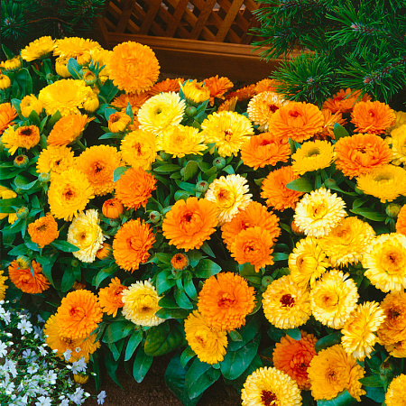 Фото Календула Фиеста Цветной набор