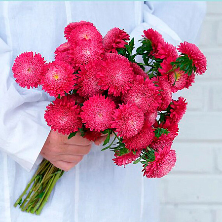 Фото Астра Бенари Принцесс Кримсон