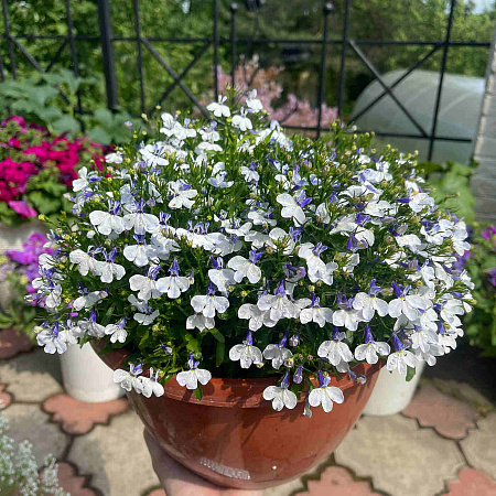 Фото Лобелия Регата Блю Сплэш