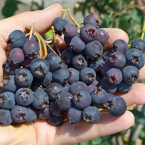 Ирга Мартин