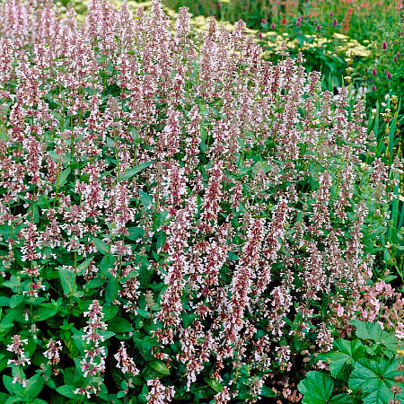 Фото Котовник Фассена Дон ту даск