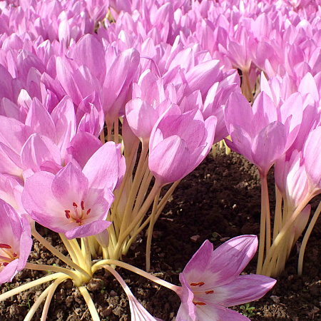 Фото Безвременник Зэ Джаинт