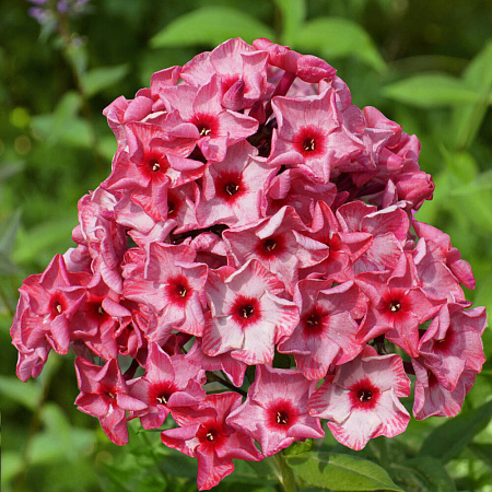 Фото Флокс метельчатый Уральские сказы