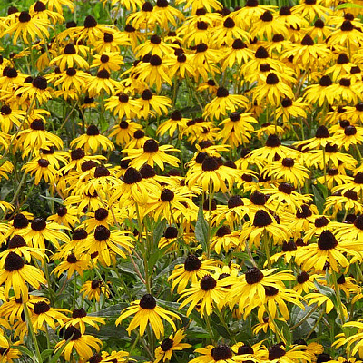 Рудбекия шерстистая