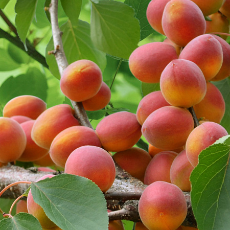 Фото Абрикос Триумф Северный (ест.силой роста)