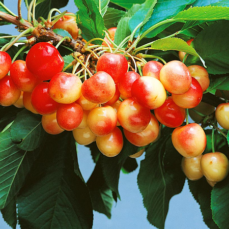 Фото Черешня Красная горка