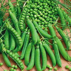 Горох Бартеса