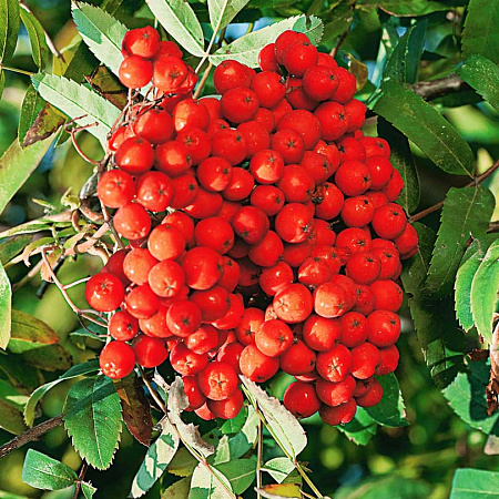 Фото Рябина Десертная Мичурина