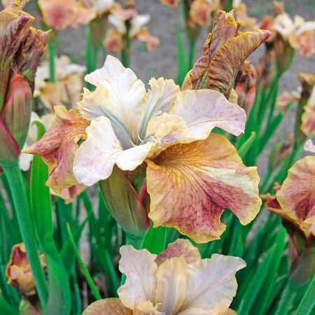 Фото Ирис сибирский Джерри Мерфи