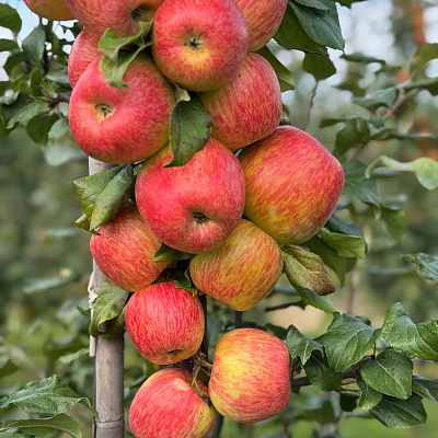 Яблоня Хани крисп