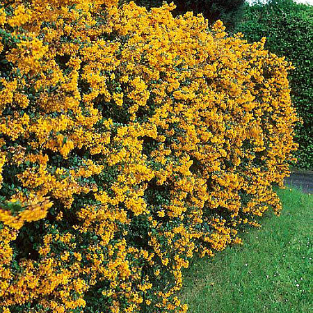 Фото Барбарис Дарвина