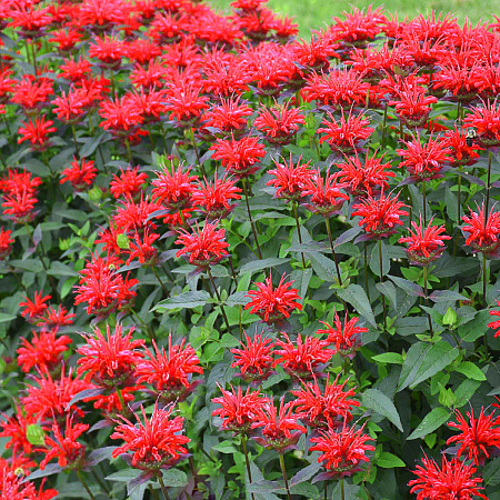 Фото Монарда двойчатая Ред Шейдс