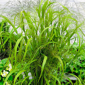 Эрагростис Изящная