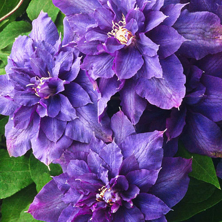 Фото Клематис Вивьен Пеннел