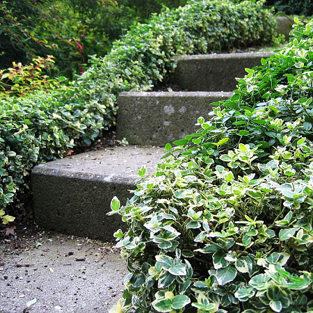 Фото Бересклет Эмеральд Гайети