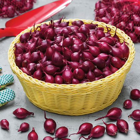 Фото Лук-севок Ред Барон