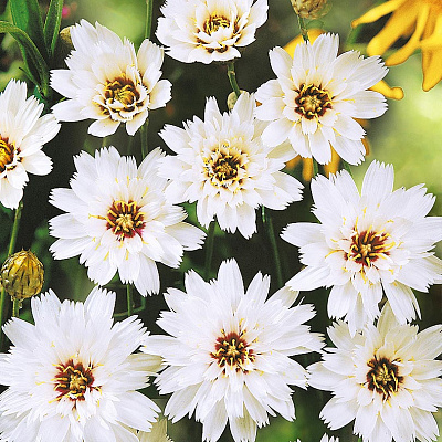 Катананхе Стрелы Купидона