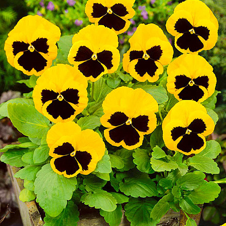 Фото Виола Ненаглядная Жёлтая с глазком