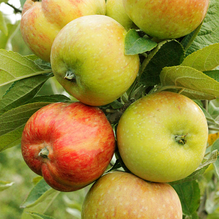 Фото Яблоня Конфетное