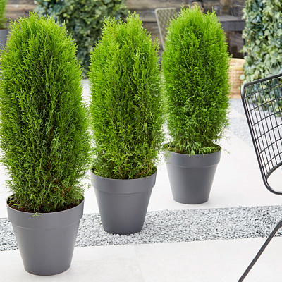 Туя западная Тотем Смарагд