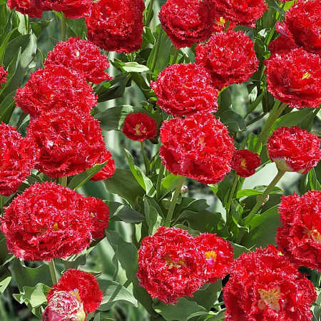 Фото Тюльпан Кватар