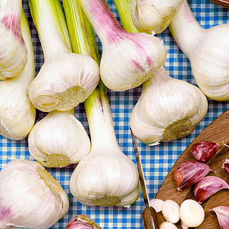 Фото Чеснок озимый Дубковский