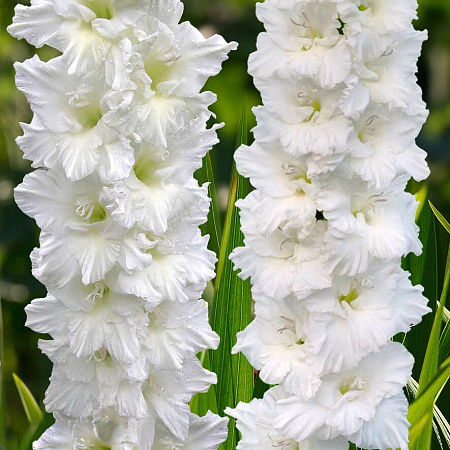Фото Гладиолус Св. Дмитрий Солунский