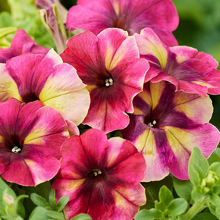 Фото Петуния Шейк расберри