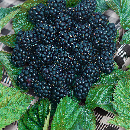 Фото Ежевика Блэк сатин