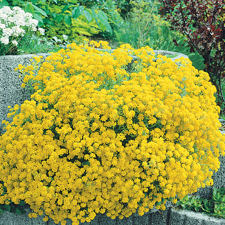 Фото Алиссум скальный