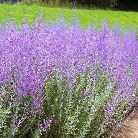 Фото Перовския Голубой Шпиль