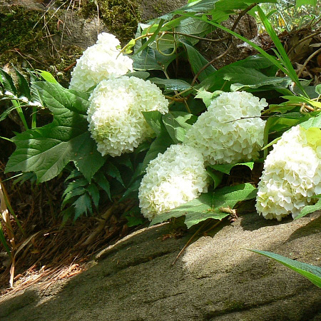 Фото Гортензия дуболистная Гармония