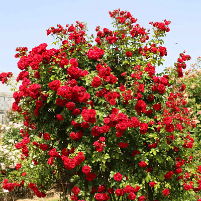 Роза плетистая-клаймбер Амадеус