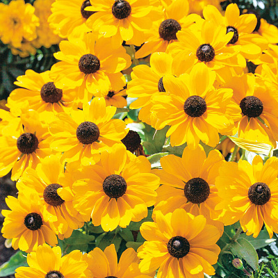 Рудбекия Тото золотая