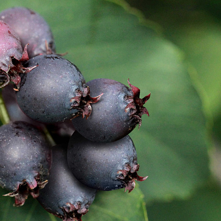 Фото Ирга Красноярская