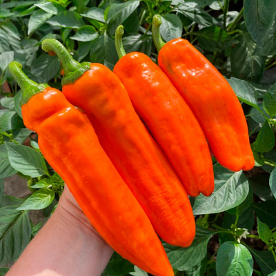 Перец сладкий Палермо оранжевый F1