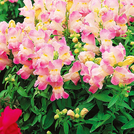 Фото Львиный зев Кимоно Яблоневый цвет