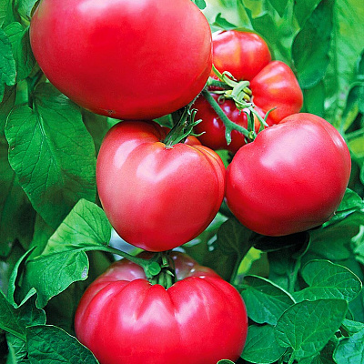 Помидор Розовый клад F1