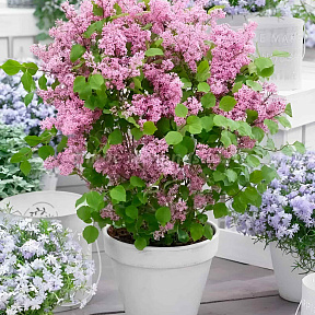 Сирень мейера Флауэрфеста пинк