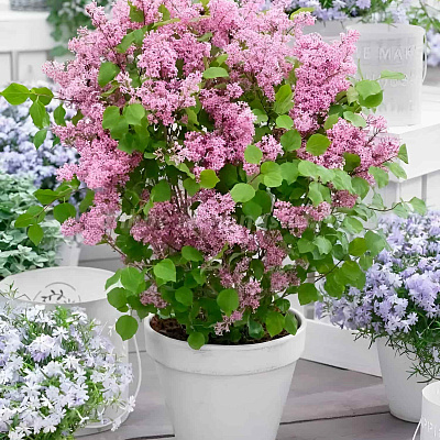 Сирень мейера Флауэрфеста пинк