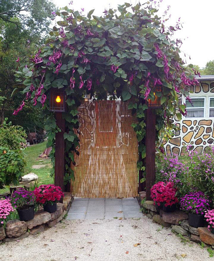 Купить семена Долихос — от НПО Сады Росcии