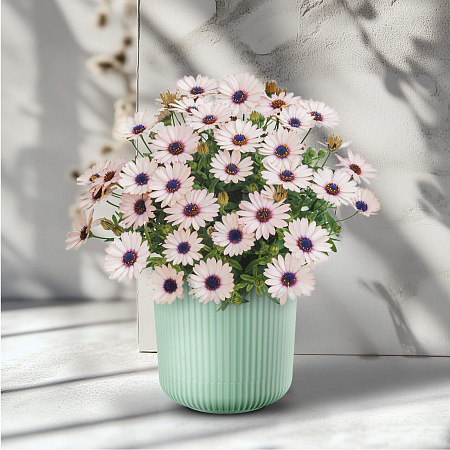 Фото Остеоспермум Саммерсмайл Роузи вайт