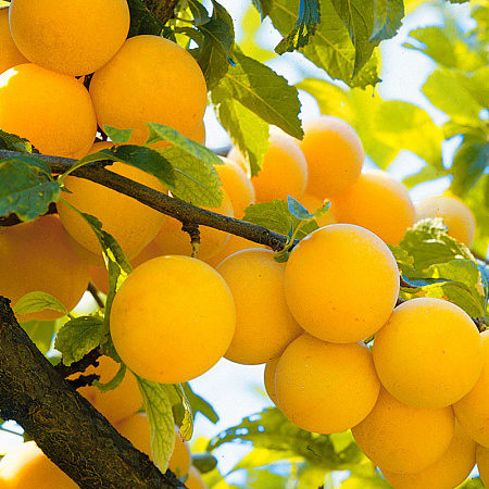 Фото Слива Золотая Нива