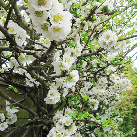 Фото Айва прекрасная Нивалис