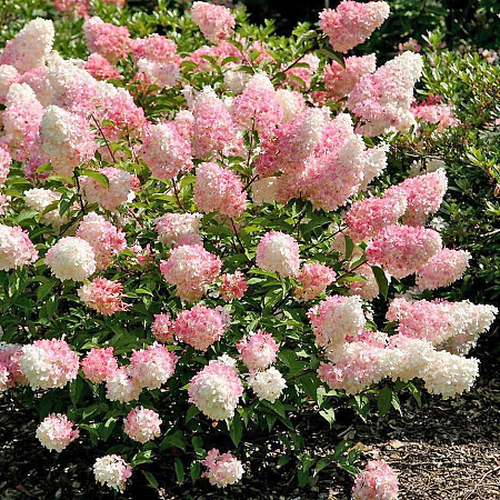 Фото Гортензия метельчатая Тач оф Пинк