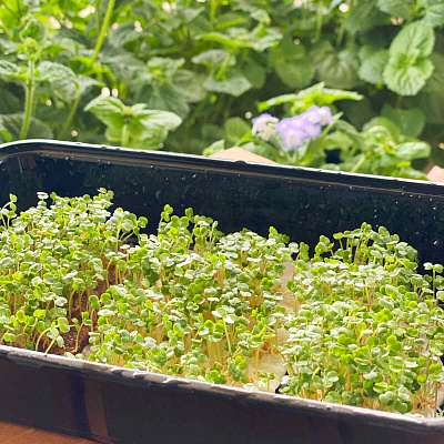 Микрозелень Рукола