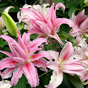 Лилия восточная махровая Брокен Харт