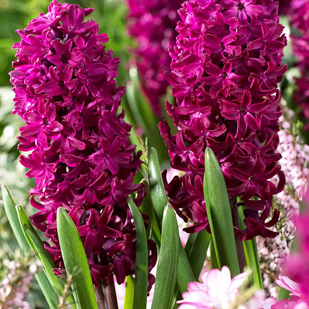 Фото Гиацинт Вудсток