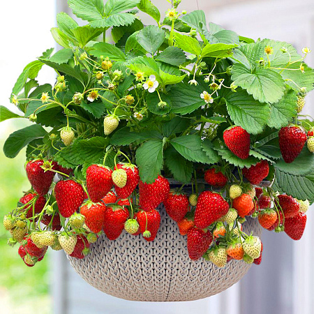 Фото Земляника садовая Крапо 10