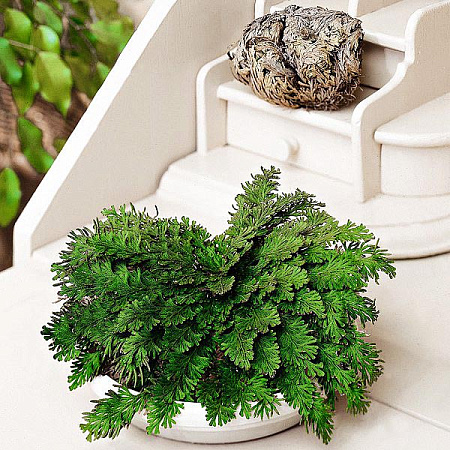 Фото Селагинелла Роза Иерихона